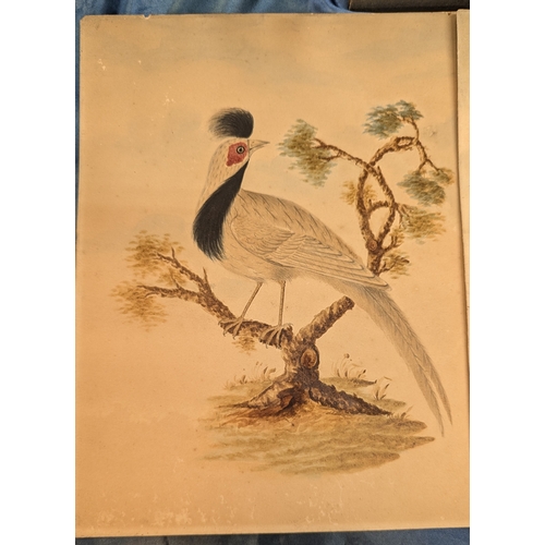 546 - An Assortment of Original Paintings of Birds. Property of a Gentleman