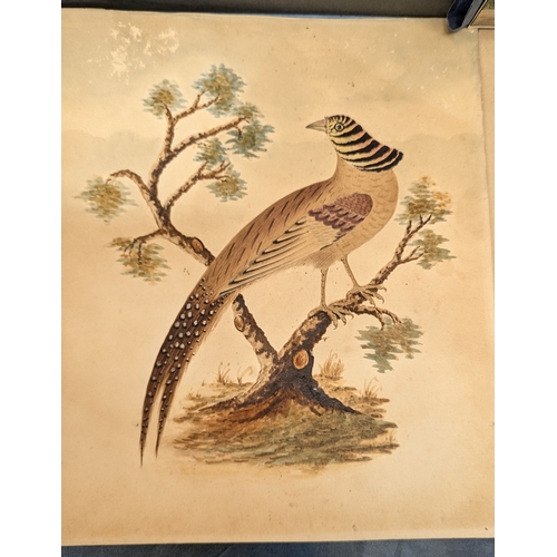 546 - An Assortment of Original Paintings of Birds. Property of a Gentleman