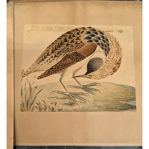 546 - An Assortment of Original Paintings of Birds. Property of a Gentleman