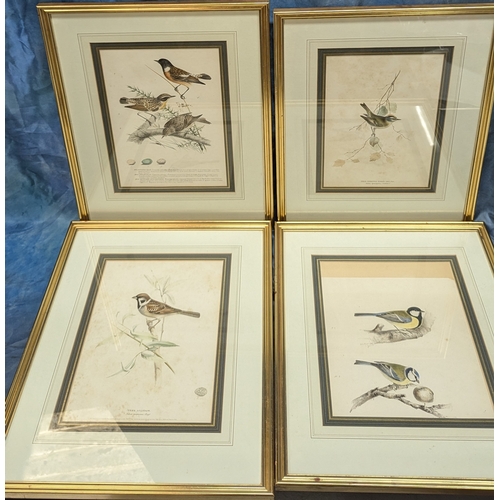 647 - 4 x Avian Prints 40 x 50cm