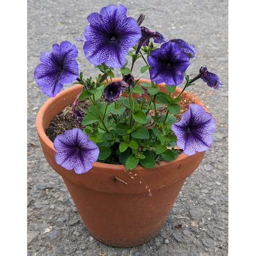 889 - 3 Large And 1 Small Plant Pots With Terracotta Trough Planter