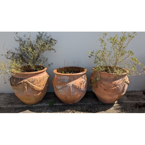 831 - 3x Large Terracotta Planters With Rope Design - Some missing As Pictured - 2 With Rosemary Plants - ... 