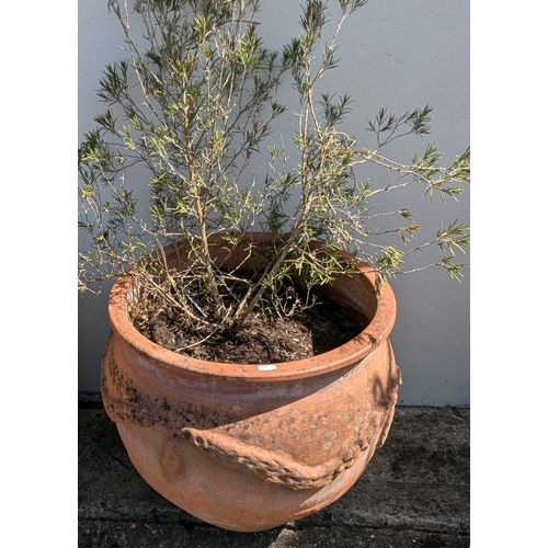 831 - 3x Large Terracotta Planters With Rope Design - Some missing As Pictured - 2 With Rosemary Plants - ... 