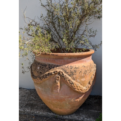 831 - 3x Large Terracotta Planters With Rope Design - Some missing As Pictured - 2 With Rosemary Plants - ... 