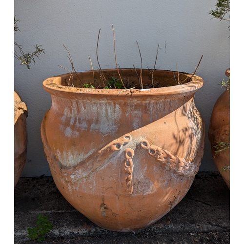 831 - 3x Large Terracotta Planters With Rope Design - Some missing As Pictured - 2 With Rosemary Plants - ... 