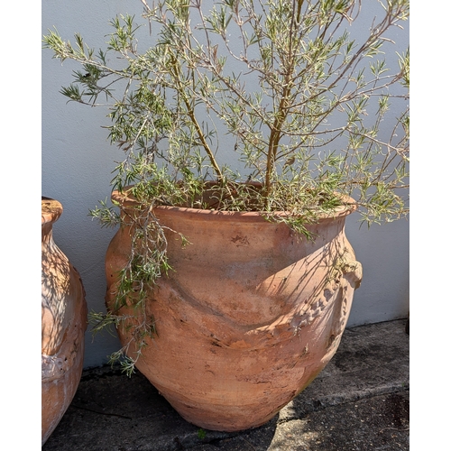 831 - 3x Large Terracotta Planters With Rope Design - Some missing As Pictured - 2 With Rosemary Plants - ... 