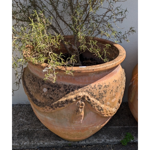 831 - 3x Large Terracotta Planters With Rope Design - Some missing As Pictured - 2 With Rosemary Plants - ... 