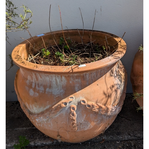 831 - 3x Large Terracotta Planters With Rope Design - Some missing As Pictured - 2 With Rosemary Plants - ... 