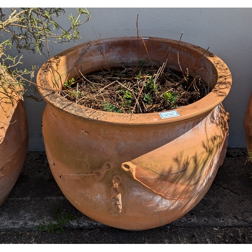 831 - 3x Large Terracotta Planters With Rope Design - Some missing As Pictured - 2 With Rosemary Plants - ... 