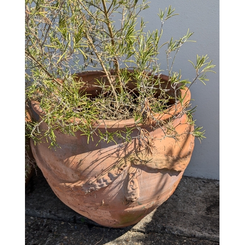 831 - 3x Large Terracotta Planters With Rope Design - Some missing As Pictured - 2 With Rosemary Plants - ... 