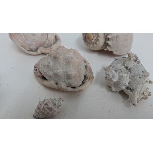 137 - A Collection of 6 x Natural Vintage Conch Shells- Largest 16cm