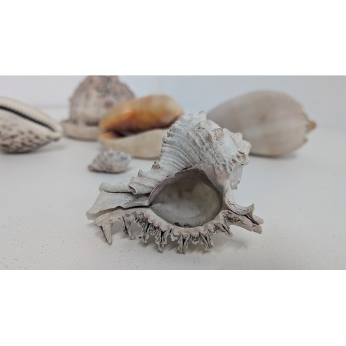 137 - A Collection of 6 x Natural Vintage Conch Shells- Largest 16cm