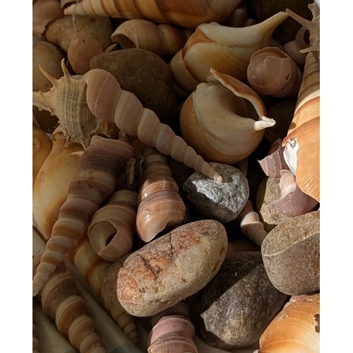 80 - A Large Collection Of Mixed Seashells