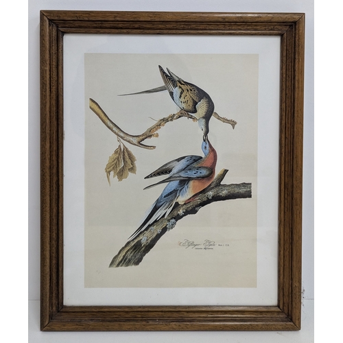 1300 - .Passenger Pigeons by John James Audubou - Framed Print 42 x 52cm