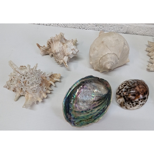 1004 - Collection Of Mixed Sea Shells - 8 In Total