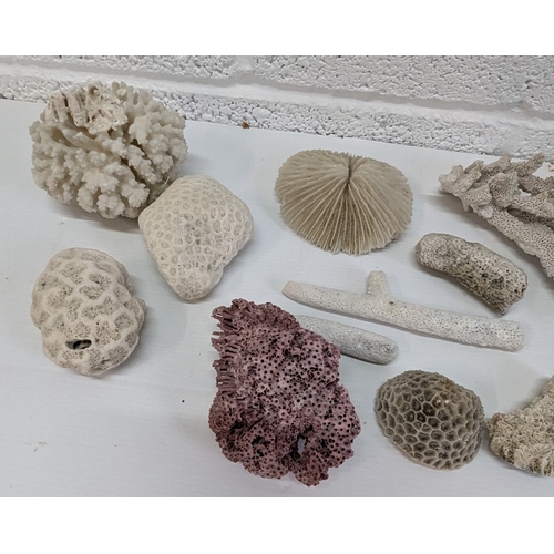 1005 - Selection Of Mixed Corals