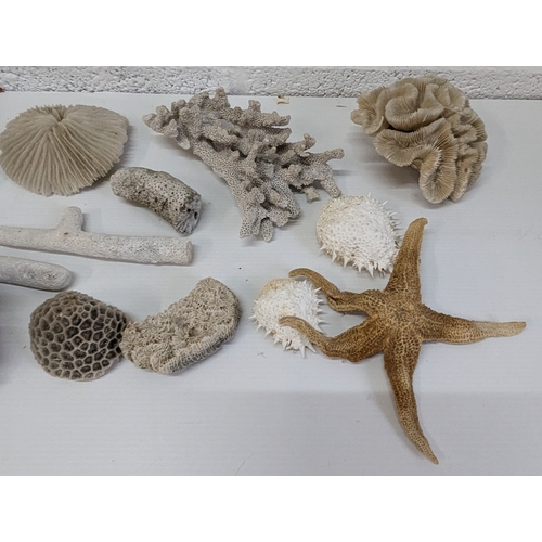 1005 - Selection Of Mixed Corals