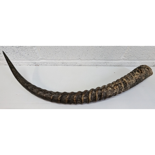 1009 - Large Gazelle Horn - 83cm Long