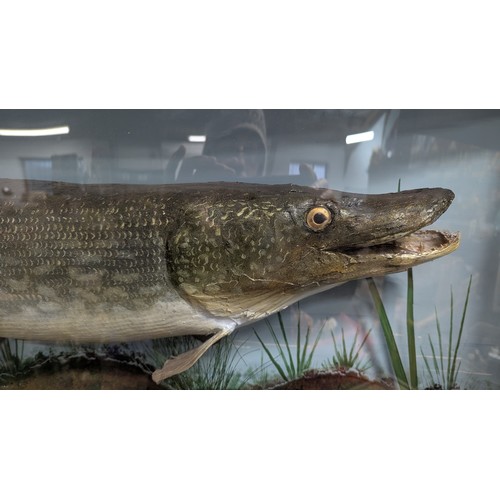 590 - Large Taxidermy Pike In Bow Front Case With Hand Blown And Rolled Shaped Glass By E. Gerrard And Son... 