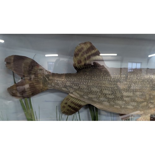 590 - Large Taxidermy Pike In Bow Front Case With Hand Blown And Rolled Shaped Glass By E. Gerrard And Son... 