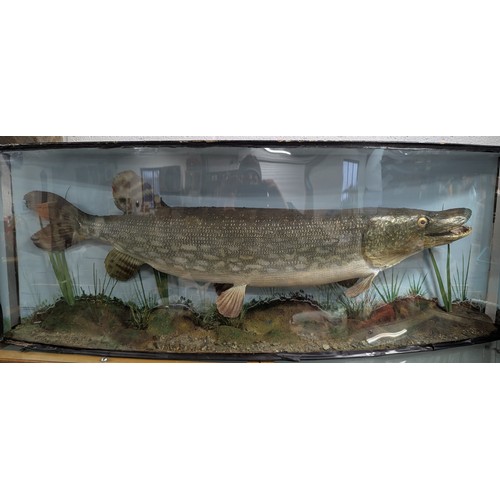 590 - Large Taxidermy Pike In Bow Front Case With Hand Blown And Rolled Shaped Glass By E. Gerrard And Son... 