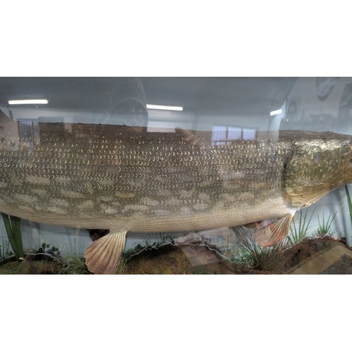 590 - Large Taxidermy Pike In Bow Front Case With Hand Blown And Rolled Shaped Glass By E. Gerrard And Son... 