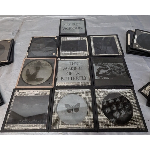 850 - Cardboard Box Of Glass Slides / Magic Lantern - Life Cycle Of A Butterfly