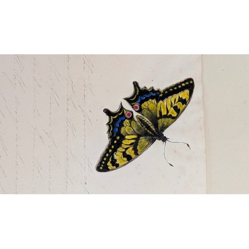 18 - A 19th Century Scrapbook Containing Original Artworks , Entomology, Antique Postcards, Prints and Cu... 