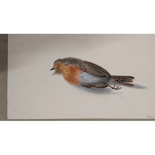 18 - A 19th Century Scrapbook Containing Original Artworks , Entomology, Antique Postcards, Prints and Cu... 