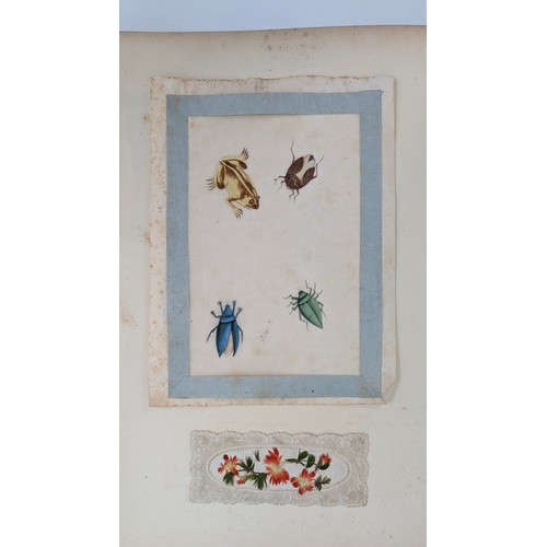 18 - A 19th Century Scrapbook Containing Original Artworks , Entomology, Antique Postcards, Prints and Cu... 