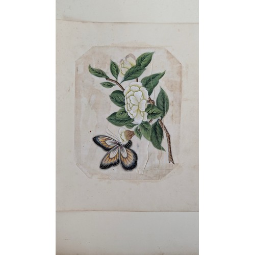18 - A 19th Century Scrapbook Containing Original Artworks , Entomology, Antique Postcards, Prints and Cu... 