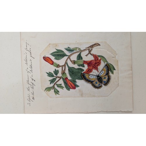 18 - A 19th Century Scrapbook Containing Original Artworks , Entomology, Antique Postcards, Prints and Cu... 