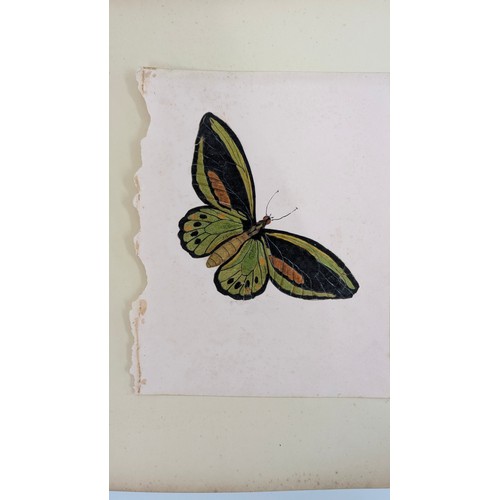 18 - A 19th Century Scrapbook Containing Original Artworks , Entomology, Antique Postcards, Prints and Cu... 