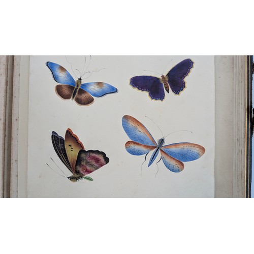 18 - A 19th Century Scrapbook Containing Original Artworks , Entomology, Antique Postcards, Prints and Cu... 