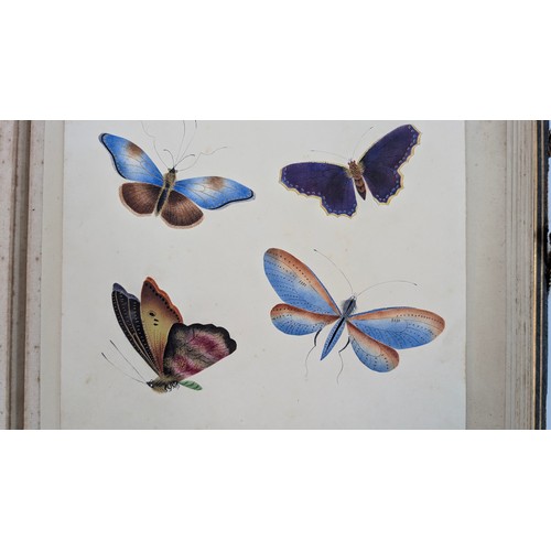 18 - A 19th Century Scrapbook Containing Original Artworks , Entomology, Antique Postcards, Prints and Cu... 