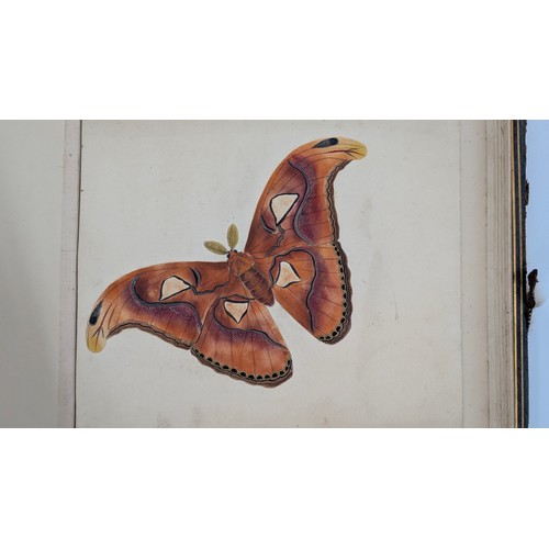 18 - A 19th Century Scrapbook Containing Original Artworks , Entomology, Antique Postcards, Prints and Cu... 