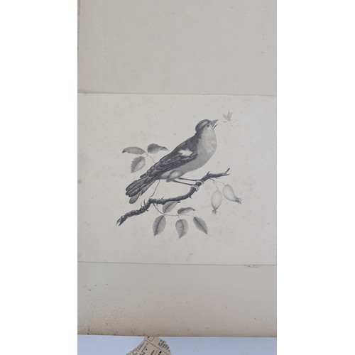 18 - A 19th Century Scrapbook Containing Original Artworks , Entomology, Antique Postcards, Prints and Cu... 