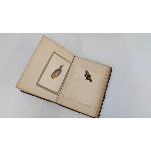 18 - A 19th Century Scrapbook Containing Original Artworks , Entomology, Antique Postcards, Prints and Cu... 