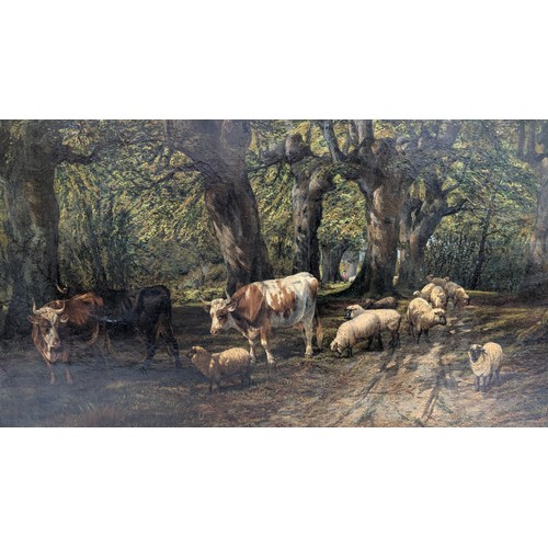 702 - An Antique Oil on Canvas of Cattle and Sheep in a Forest.  112cm x 84cm in Frame.  Unknown Artist
