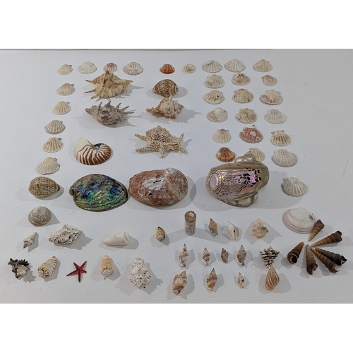 Large mixed lot of natural marine specimens, including scallop shells ...