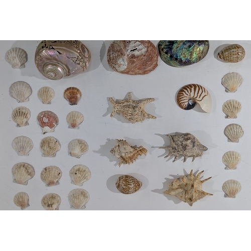 Large mixed lot of natural marine specimens, including scallop shells ...