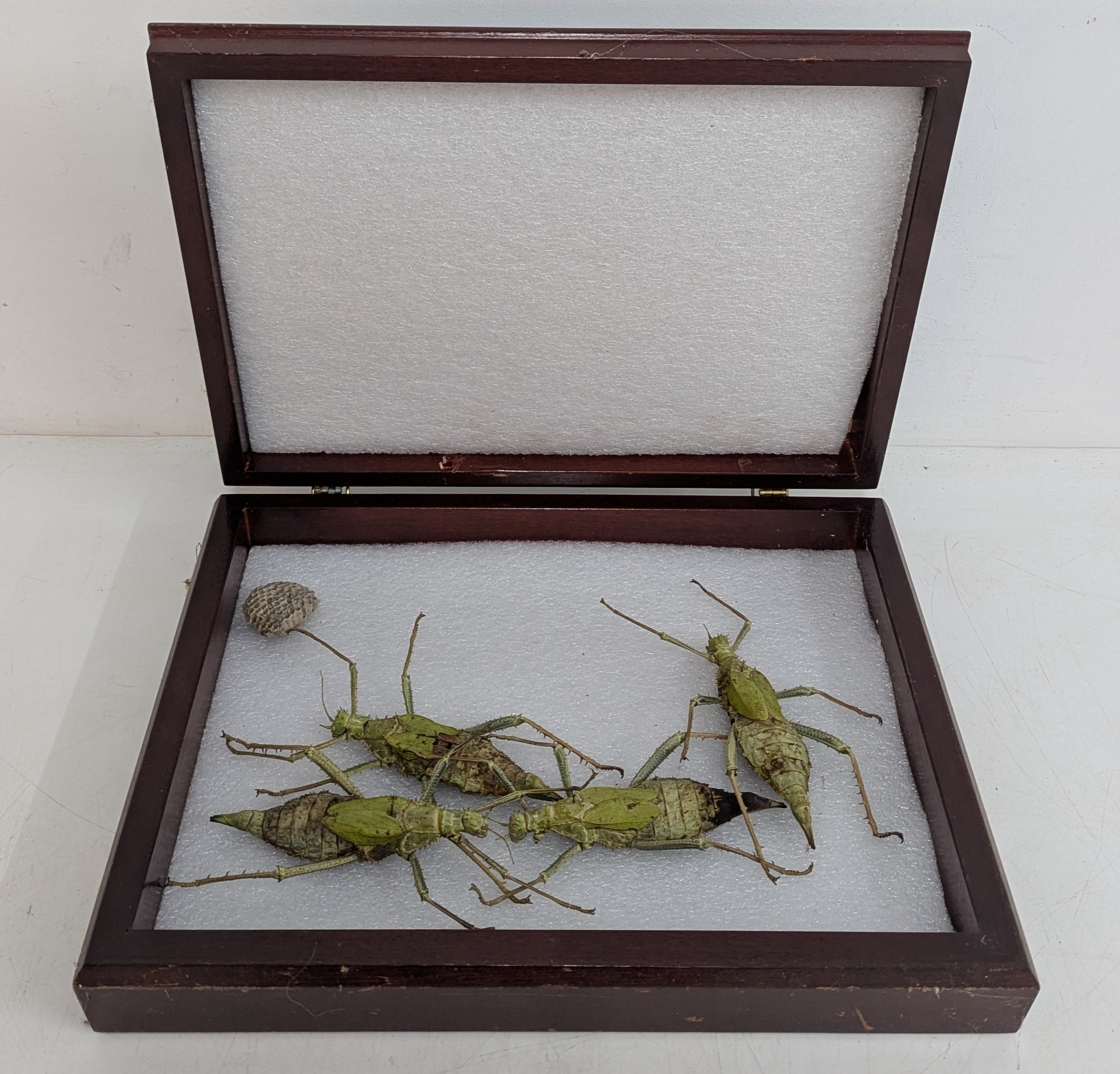 Vintage framed display of preserved stick insects (phasmids). A vintage ...