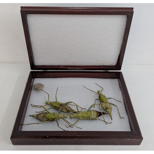 Vintage framed display of preserved stick insects (phasmids). A vintage ...