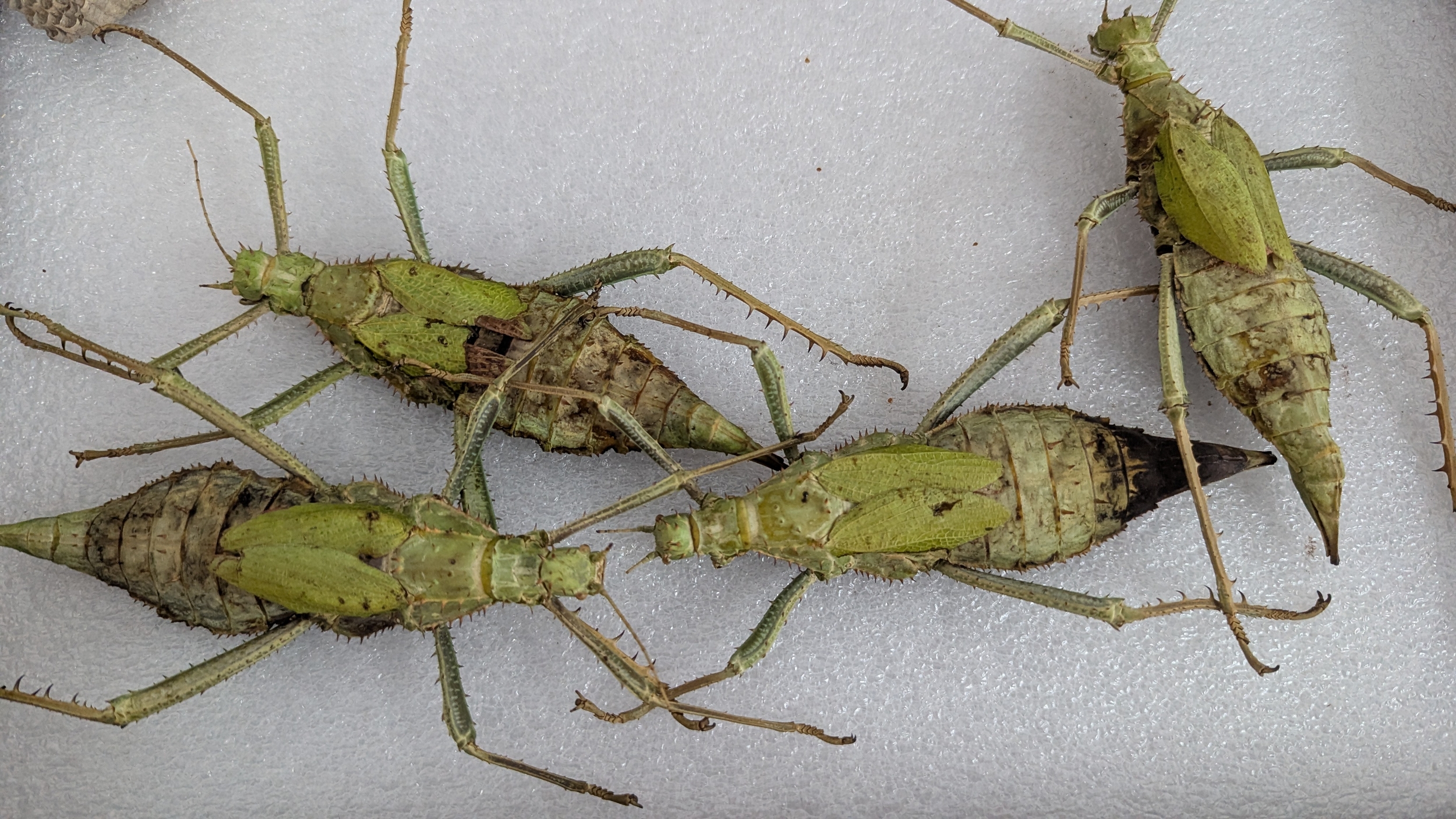 Vintage framed display of preserved stick insects (phasmids). A vintage ...