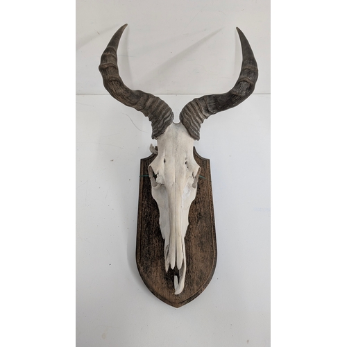 AFRICAN KONGONI (HARTEBEEST) SKULL TROPHY

A mounted skull and horns of a Kongoni (Coke&rsquo;s Hartebeest) affixed to a shaped wooden shield plaque bearing the inscription &ldquo;Kongoni &ndash; Kenya &ndash; 1937&rdquo;.

Overall height approximately 73 cm.

Condition:
Skull with age-related deterioration and losses, particularly to the lower section. Horns intact with natural wear. Plaque with surface marks.
