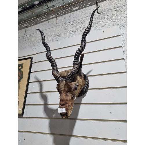 138 - 1 X ANTIQUE IMPALA HEAD MOUNTED ON SMALL MAHOGANY BASE