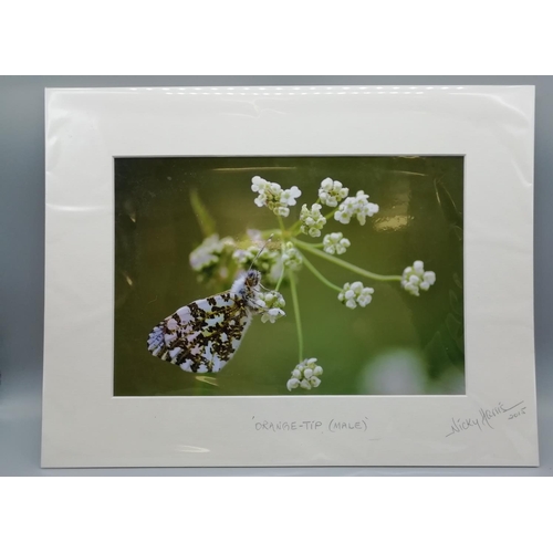 140 - Orange Tip Butterfly Photo by Nicky Harris 2015. 39x30cm