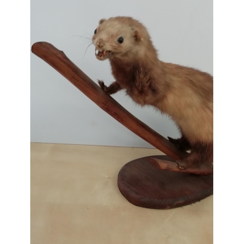 276 - Taxidermy Ferret?? on Branch.