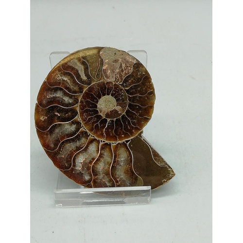 264 - Ammonite Fossil on Stand. Approx 6cm x 6cm.