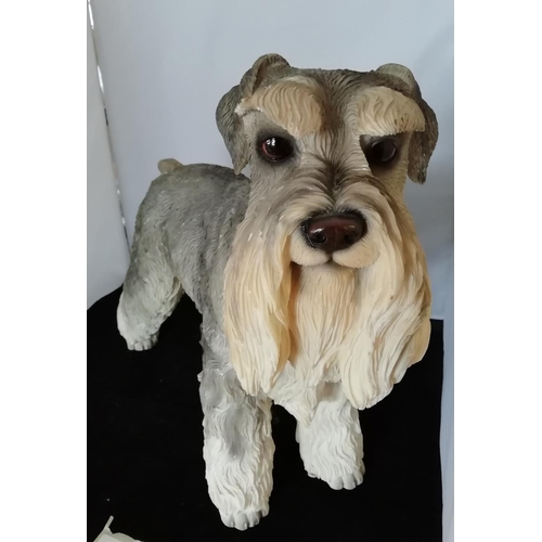 390 - Large Schnauzer Dog Figure. 37cm High, 50cm Long.